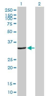 Western Blot: DCK Antibody [H00001633-B01P] - Analysis of DCK expression in transfected 293T cell line by DCK polyclonal antibody.  Lane 1: DCK transfected lysate(28.6 KDa). Lane 2: Non-transfected lysate.