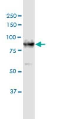 Western Blot: DCLK1 Antibody (6H4) [H00009201-M03] - Analysis of DCAMKL1 expression in NIH/3T3 (Cat # L018V1).