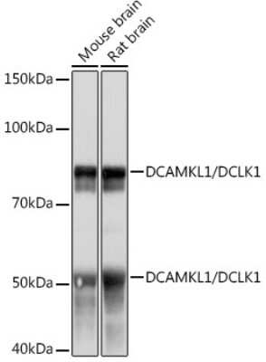 Western Blot: DCLK1 Antibody (8C8T3) [NBP3-16391] - Western blot analysis of extracts of various cell lines, using DCLK1 Rabbit mAb (NBP3-16391) at 1:1000 dilution. Secondary antibody: HRP Goat Anti-Rabbit IgG (H+L) at 1:10000 dilution. Lysates/proteins: 25ug per lane. Blocking buffer: 3% nonfat dry milk in TBST. Detection: ECL Basic Kit. Exposure time: 1s.