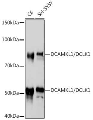 Western Blot: DCLK1 Antibody (8C8T3) [NBP3-16391] - Western blot analysis of extracts of various cell lines, using DCLK1 Rabbit mAb (NBP3-16391) at 1:1000 dilution. Secondary antibody: HRP Goat Anti-Rabbit IgG (H+L) at 1:10000 dilution. Lysates/proteins: 25ug per lane. Blocking buffer: 3% nonfat dry milk in TBST. Detection: ECL Basic Kit. Exposure time: 30s.