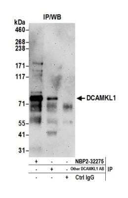 <b>Independent Antibodies Validation and Biological Strategies Validation.</b>Immunoprecipitation: DCLK1 Antibody [NBP2-36420] - Detection of human DCAMKL1 by western blot of immunoprecipitates. Samples: Whole cell lysate (1 mg for IP; 20% of IP loaded) prepared using NETN buffer from 293T and cells. Antibodies: Affinity purified rabbit anti-DCAMKL1 antibody NBP2-36420 used for IP at 6 ug per reaction. DCAMKL1 was also immunoprecipitated by another rabbit anti-DCAMKL1 antibody. For blotting immunoprecipitated DCAMKL1, NBP2-36420 was used at 1 ug/ml. Detection: Chemiluminescence with an exposure time of 3 minutes.