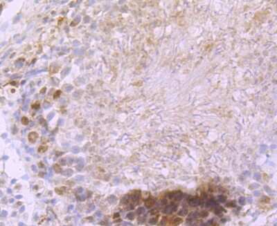 Immunohistochemistry-Paraffin: DCLK1 Antibody (JA11-03) [NBP2-67029] - Analysis of paraffin-embedded rat testis tissue using anti-DCAMKL1 antibody. Counter stained with hematoxylin.