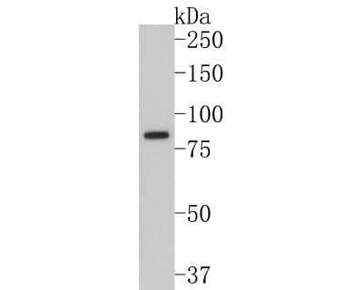 Western Blot: DCLK1 Antibody (JA11-03) [NBP2-67029] - Analysis of DCLK1 on SH-SY5Y cell lysates. Proteins were transferred to a PVDF membrane and blocked with 5% BSA in PBS for 1 hour at room temperature. The primary antibody (1/500) was used in 5% BSA at room temperature for 2 hours. Goat Anti-Rabbit IgG - HRP Secondary Antibody at 1:200,000 dilution was used for 1 hour at room temperature.