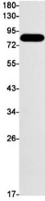 Western Blot: DCLK1 Antibody (S05-8D6) [NBP3-19952] - Western blot detection of DCLK1 in Rat Brain lysates using NBP3-19952 (1:1000 diluted). Predicted band size: 82kDa. Observed band size: 82kDa.