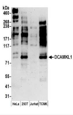 Western Blot: DCLK1 Antibody [NBP2-36420] - Detection of Human and Mouse DCAMKL1 by Western Blot. Samples:  Whole cell lysate (50 ug) prepared using NETN buffer from HeLa, 293T, Jurkat, and mouse TCMK-1 cells. Antibodies:  Affinity purified rabbit anti-DCAMKL1 antibody NBP2-36420 used for WB at 1 ug/ml.  Detection: Chemiluminescence with an exposure time of 3 minutes.