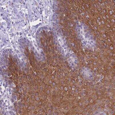 Immunohistochemistry-Paraffin DCNP1 Antibody - BSA Free