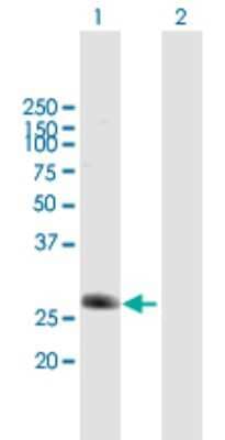 Western Blot: DCNP1 Antibody [H00140947-B01P] - Analysis of C5orf20 expression in transfected 293T cell line by C5orf20 polyclonal antibody.  Lane 1: C5orf20 transfected lysate(26.84 KDa). Lane 2: Non-transfected lysate.