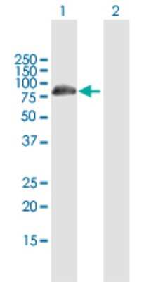 Western Blot: DCP1B Antibody [H00196513-B01P] - Analysis of DCP1B expression in transfected 293T cell line by DCP1B polyclonal antibody.  Lane 1: DCP1B transfected lysate(67.80 KDa). Lane 2: Non-transfected lysate.