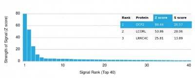 Protein Array: DCP2 Antibody (PCRP-DCP2-1D6) - Azide and BSA Free [NBP3-14037] - Analysis of Protein Array containing more than 19,000 full-length human proteins using DCP2 Antibody (PCRP-DCP2-1D6).