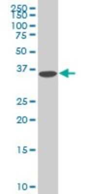 Western Blot DCPS Antibody (1G4) - Azide and BSA Free