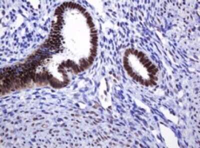Immunohistochemistry: DCPS Antibody (OTI4H8) - Azide and BSA Free [NBP2-71839] - Analysis of Human endometrium tissue.(Heat-induced epitope retrieval by 10mM citric buffer, pH6.0, 120C for 3min)