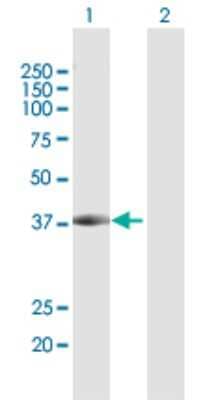 Western Blot: DCPS Antibody [H00028960-D01P] - Analysis of DCPS expression in transfected 293T cell line by DCPS polyclonal antibody.Lane 1: DCPS transfected lysate(38.60 KDa).Lane 2: Non-transfected lysate.
