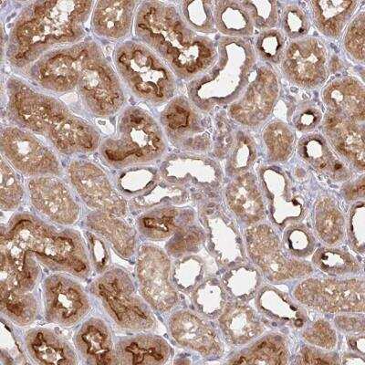 Immunohistochemistry-Paraffin DCST1 Antibody - BSA Free