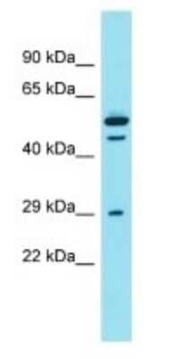 Western Blot: DCST2 Antibody [NBP3-09703] - Western blot analysis of DCST2 in PANC1 Whole cell lysates. Antibody dilution at 1.0ug/ml