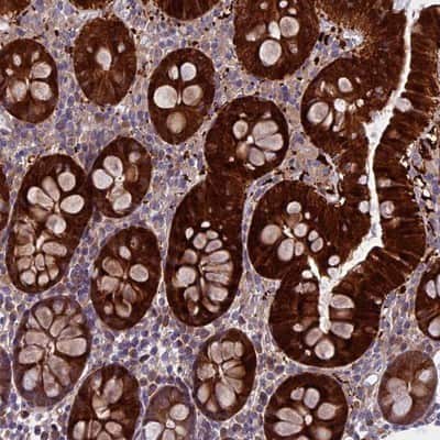 Immunohistochemistry-Paraffin: DCTN5 Antibody [NBP1-81122] - Staining of human colon shows strong cytoplasmic positivity in glandular cells.