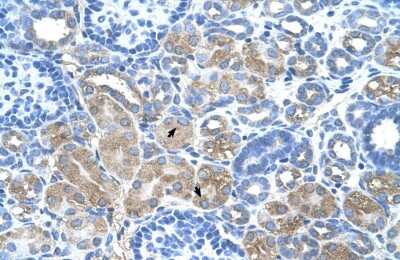 Immunohistochemistry-Paraffin: DCUN1D1 Antibody [NBP1-56537] - Human kidney Tissue, antibody concentration 4-8ug/ml. Cells with positive label: renal corpuscle cells (indicated with arrows) 400X magnification.
