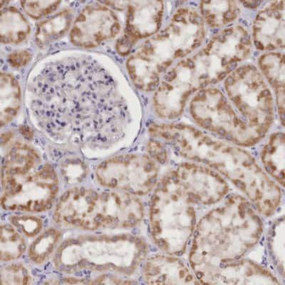 Immunohistochemistry-Paraffin: DCUN1D1 Antibody [NBP1-85275] - Staining of human kidney shows moderate cytoplasmic positivity in tubule cells.