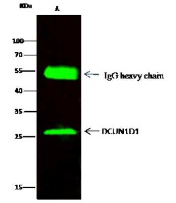 Immunoprecipitation: DCUN1D1 Antibody [NBP2-96995] - DCUN1D1 was immunoprecipitated using: Lane A: 0.5 mg HepG2 Whole Cell Lysate. 2 ul anti-DCUN1D1 rabbit polyclonal antibody and 15 ul of 50 % Protein G agarose. Primary antibody: Anti-DCUN1D1 rabbit polyclonal antibody, at 1:200 dilution. Secondary antibody: Dylight 800-labeled antibody to rabbit IgG (H+L), at 1:5000 dilution. Developed using the Odyssey technique. Performed under reducing conditions. Predicted band size: 30 kDa. Observed band size: 26 kDa