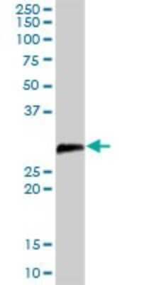 Western Blot: DCUN1D1 Antibody [H00054165-D01P] - Analysis of DCUN1D1 expression in mouse liver.