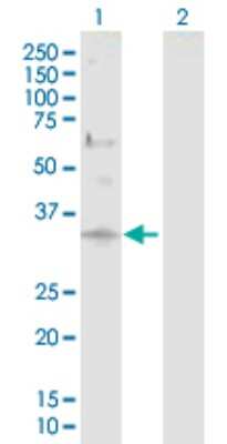 Western Blot: DCUN1D1 Antibody [H00054165-D01P] - Analysis of DCUN1D1 expression in transfected 293T cell line by DCUN1D1 polyclonal antibody.Lane 1: DCUN1D1 transfected lysate(30.10 KDa).Lane 2: Non-transfected lysate.