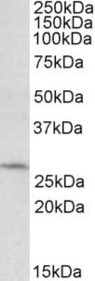 Western Blot: DCUN1D1 Antibody [NBP1-52025] - Analysis of DCUN1D1 in HepG2 lysate (35ug protein in RIPA buffer) using NBP1-52025 at 0.5 ug/ml. Primary incubation was 1 hour. Detected by chemiluminescence.