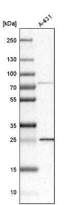 Western Blot: DCUN1D1 Antibody [NBP1-85275] - Analysis in human cell line A-431.