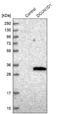 Western Blot DCUN1D1 Antibody - BSA Free