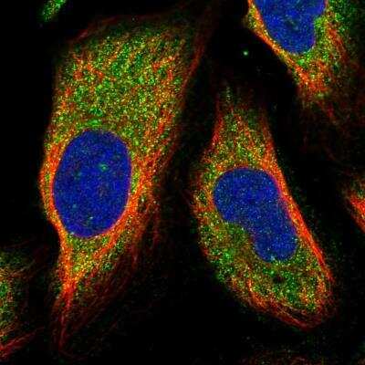 Immunocytochemistry/Immunofluorescence: DCUN1D2 Antibody [NBP1-88397] - Staining of human cell line U-2 OS shows positivity in cytoplasm.