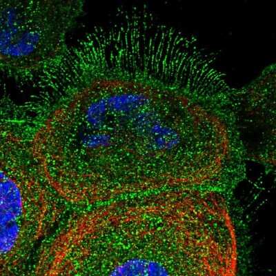 Immunocytochemistry/ Immunofluorescence DCUN1D2 Antibody - BSA Free