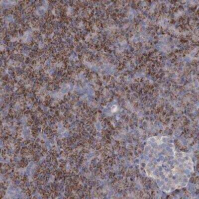 Immunohistochemistry-Paraffin: DCUN1D2 Antibody [NBP1-88397] - Staining of human pancreas shows strong granular cytoplasmic positivity in exocrine glandular cells.