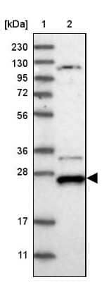 Western Blot DCUN1D4 Antibody - BSA Free