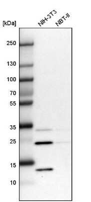 Western Blot DCUN1D4 Antibody - BSA Free