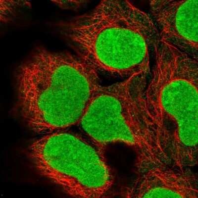 Immunocytochemistry/Immunofluorescence: DCUN1D5 Antibody [NBP2-30432] - Immunofluorescent staining of human cell line HEK 293 shows localization to nucleus & nucleoli.