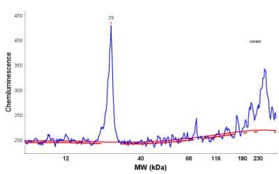 Simple Western: DCUN1D5 Antibody [NBP2-30432] - Electropherogram image of the corresponding Simple Western lane view. DCUN1D5 antibody was used at 1:10 dilution on SW480 lysate(s) respectively.