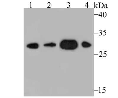 Western Blot: DDAH2 Antibody (JB59-33) [NBP2-75464] - Analysis of DDAH2 on different tissue lysates using anti-DDAH2 antibody at 1/2,000 dilution.Positive control:Lane 1: Rat heart     Lane 2: Mouse heartLane 3: Mouse lung    Lane 4: Human lung