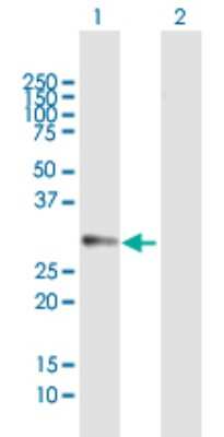Western Blot: DDAH2 Antibody [H00023564-B01P] - Analysis of DDAH2 expression in transfected 293T cell line by DDAH2 polyclonal antibody.  Lane 1: DDAH2 transfected lysate(31.46 KDa). Lane 2: Non-transfected lysate.