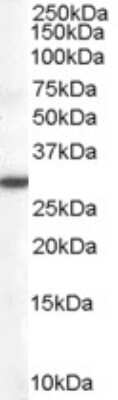 Western Blot DDAH2 Antibody