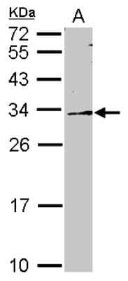 Western Blot: DDAH2 Antibody [NBP2-16121] - Sample (30 ug of whole cell lysate) A: MCF-7 12% SDS PAGE gel, diluted at 1:1000.
