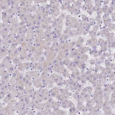 Immunohistochemistry-Paraffin DDHD1 Antibody - BSA Free