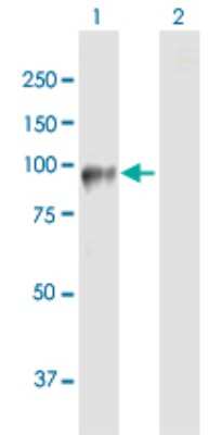 Western Blot: DDHD2 Antibody [H00023259-B01P] - Analysis of DDHD2 expression in transfected 293T cell line by DDHD2 polyclonal antibody.  Lane 1: DDHD2 transfected lysate(81.00 KDa). Lane 2: Non-transfected lysate.