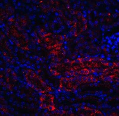 Immunocytochemistry/Immunofluorescence: DDIT4 Antibody [NBP1-77321] - Mouse kidney tissue with NBP1-77321 antibody at 20 ug/mL. Red:  Antibody  Blue: DAPI staining