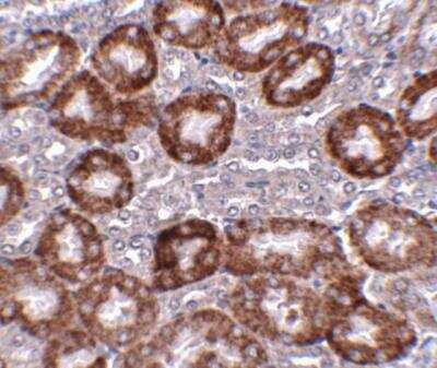 Immunohistochemistry-Paraffin: DDIT4 Antibody [NBP1-77321] - Mouse kidney tissue with DDIT4 antibody at 5 ug/ml.