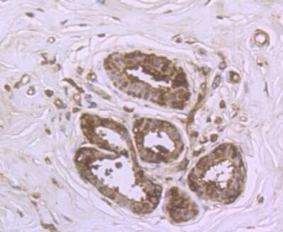 Immunohistochemistry-Paraffin: DDIT4 Antibody [NBP2-80416] - Analysis in human breast tissue using DDIT4 antibody. Counter stained with hematoxylin.