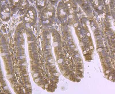Immunohistochemistry-Paraffin: DDIT4 Antibody [NBP2-80416] - Analysis in mouse colon tissue using DDIT4 antibody. Counter stained with hematoxylin.