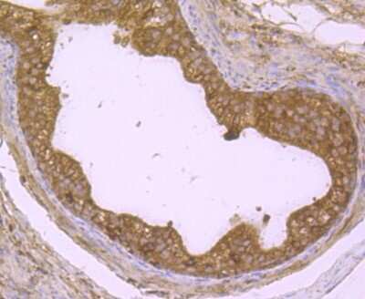 Immunohistochemistry-Paraffin: DDIT4 Antibody [NBP2-80416] - Analysis in rat epididymis tissue using DDIT4 antibody. Counter stained with hematoxylin.