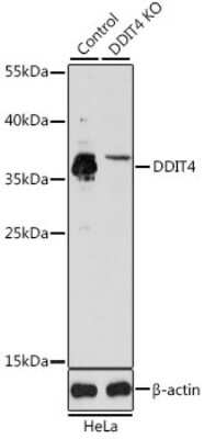 <b>Genetic Strategies Validation. </b>Knockout Validated: DDIT4 Antibody [NBP2-92942] - Analysis of extracts from normal (control) and DDIT4 knockout (KO) HeLa cells, using DDIT4 .Exposure time: 90s.