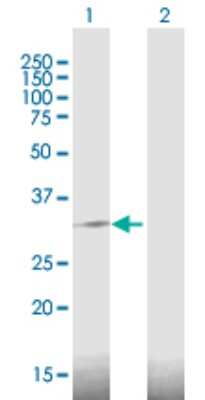 Western Blot: DDIT4 Antibody [H00054541-B01P] - Analysis of DDIT4 expression in transfected 293T cell line by DDIT4 polyclonal antibody.  Lane 1: DDIT4 transfected lysate(25.52 KDa). Lane 2: Non-transfected lysate.