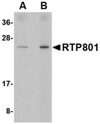 Western Blot: DDIT4 Antibody [NBP1-77321] - Human kidney tissue lysate with DDIT4 antibody at (A) 0.5 and (B) 1 ug/mL.