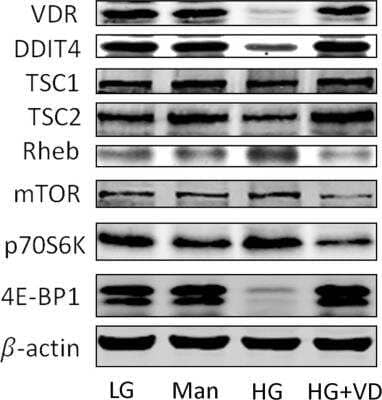 Western Blot DDIT4 Antibody - BSA Free