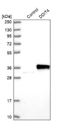 Western Blot: DDIT4 Antibody [NBP2-38208] - Analysis in control (vector only transfected HEK293T lysate) and DDIT4 over-expression lysate (Co-expressed with a C-terminal myc-DDK tag (3.1 kDa) in mammalian HEK293T cells).